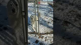 Glacier The Maremma Sheepdog AKA The Chicken Guardian [upl. by Yseult]