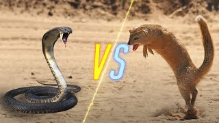 Cobra Snake VS Mongoose [upl. by Vinn]