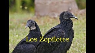 Los Zopilotes 2002 [upl. by End]