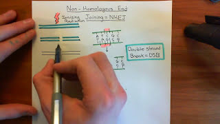 NonHomologous End Joining Part 1 [upl. by Dola]