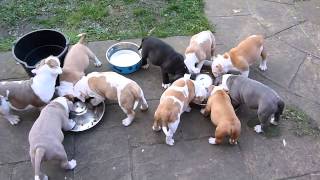 Beautiful Chunky Old English Bulldog Puppies [upl. by Mario]