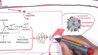 Physiology of Lipoproteins Cholesterol [upl. by Esylle561]