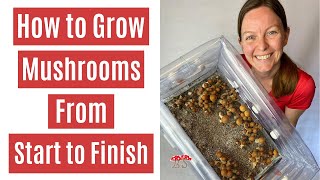 How to Grow Mushrooms from Start to Finish in a Monotub [upl. by Bartholomeo]