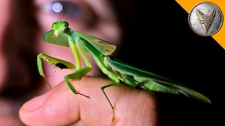 Incredible Leaf Mantis [upl. by Jarlen585]