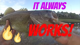 Fishing with Live shiners for Bass  The best Trick you need to know [upl. by Evot]