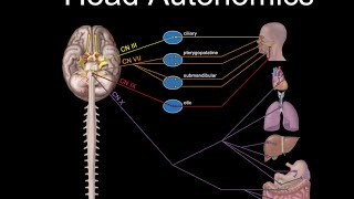 Cranial Nerves and Autonomics [upl. by Aicirtan374]