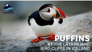 Puffins at the Látrabjarg Bird Cliffs in Iceland [upl. by Aiyram]