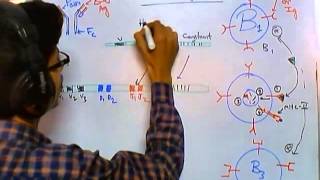 Antibody class switching [upl. by Dhaf847]