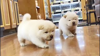 Mini the baby Chowchow pups l Korea teacup puppies [upl. by Oehsen513]