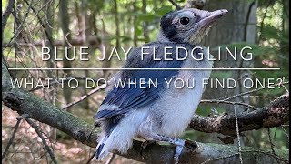 Blue Jay Fledgling  what to do when you find one [upl. by Ominorej]