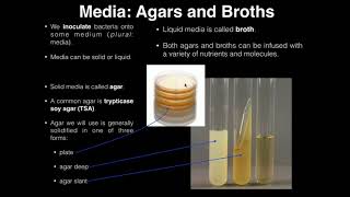 Lab Exercise 1 Introduction to Microbiology [upl. by Feerahs694]