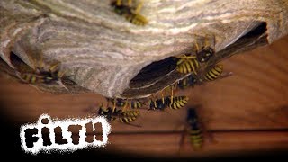 How To Remove A Wasps Nest  Whats Inside [upl. by Aluin]