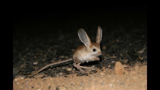 Longeared jerboa CCTV English [upl. by Tannenbaum370]