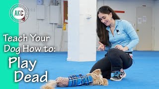 Teach Your Dog How to Play Dead  AKC Trick Dog [upl. by Seana]