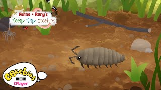 Facts about Woodlice  Ferne amp Rorys Teeny Tiny Creatures  CBeebies [upl. by Seta]