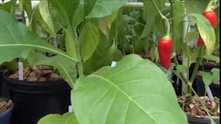 ⟹ Tobacco  Nicotiana  Growning tobacco in the greenhouse [upl. by Scotty]