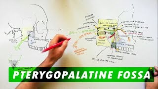 Pterygopalatine Fossa  Boundaries Communications amp Contents [upl. by Woolley599]