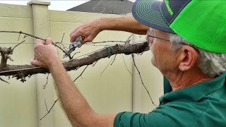 How to Prune Grapes Expert Advice w Paul Zmoda [upl. by Asseneg]