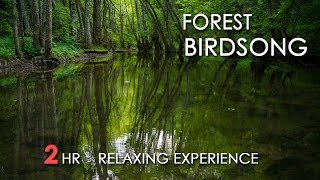 Forest Birdsong  Relaxing Nature Sounds  Birds Chirping  REALTIME  NO LOOP  2 Hours  HD 1080p [upl. by Wootten]