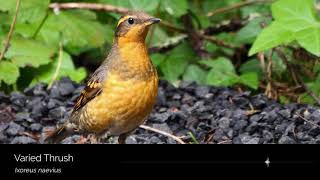 Varied Thrush song [upl. by Ban570]