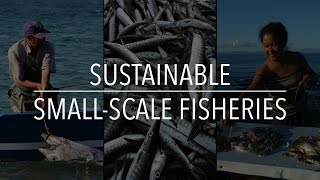 FAO Policy Series Sustainable SmallScale Fisheries [upl. by Teyugn206]