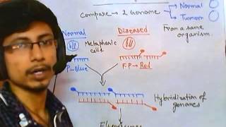 Comparative genomic hybridization [upl. by Monika]