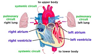 The Circulatory System Part 1 The Heart [upl. by Kisor750]