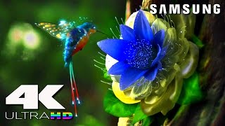 4K ULtra HD  SAMSUNG UHD Demo׃ LED TV [upl. by Acilef]