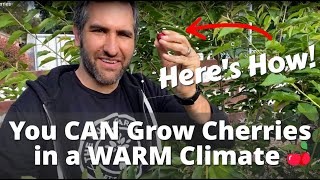 How Were Growing TONS of Cherries in SOUTHERN CALIFORNIA  Planting Low Chill Cherry Trees [upl. by Onstad988]