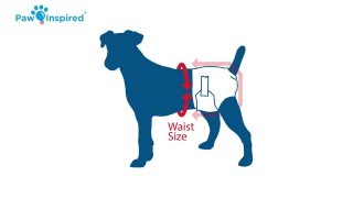 How to Put on a Dog Diaper and Choose the Right Size [upl. by Nylsaj]