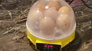 Mini intelligent 7 egg incubator [upl. by Nomolos]