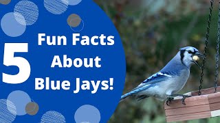 5 Fun Facts About Blue Jays [upl. by Hassadah]