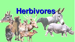 What are Herbivores Video for Kids [upl. by Onileva]