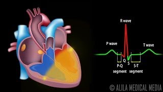 Cardiac Conduction System and Understanding ECG Animation [upl. by Anasus912]