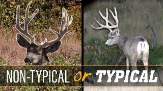 Hunt for a COLORADO GIANT Mule Deer Hunting with Guy Eastman [upl. by Nollat]