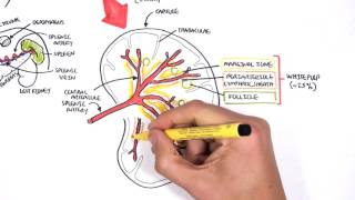 Spleen Anatomy and Physiology [upl. by Salsbury]