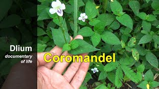 Coromandel Asystasia gangetica  part 1 [upl. by Alyakim]