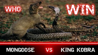 King Cobra vs Mongoose  WHO Win Snakes fears this Animal fight [upl. by Amandi]