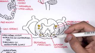 Neurology  Motor Pathways [upl. by Bidle]