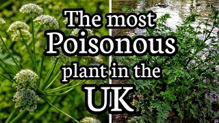 Hemlock water dropwort The most poisonous plant in the UK [upl. by Ummersen]