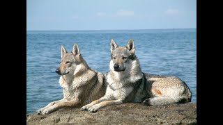 Czechoslovakian wolfdog howling [upl. by Ettessil]