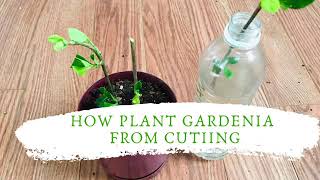 How to propagate gardenia 2 ways [upl. by Onofredo]