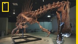 Bigger Than T rex Spinosaurus  National Geographic [upl. by Atinrehs]