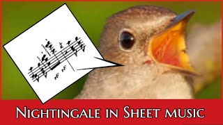 Thrush Nightingale Song in Sheet Music [upl. by Chita]