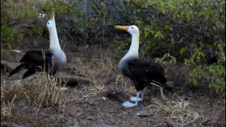 Galapagos Albatross Mating Dance [upl. by Ardnnek]