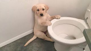 Funniest amp Cutest Labrador Puppies 1  Funny Puppy Videos 2021 [upl. by Gad]