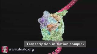 DNA Transcription Advanced [upl. by Yenffad]