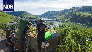 Weinanbau Alltag einer jungen WinzerFamilie  7 Tage  NDR Doku [upl. by Maidie70]