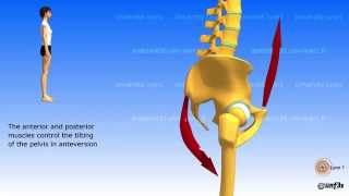 Position of the pelvis Lombosacral jonction [upl. by Ku]