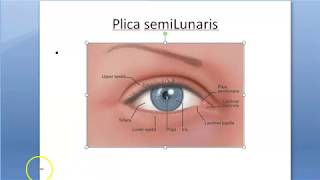 Ophthalmology 068 c Eye Plica Semilunaris What is Vestigial [upl. by Ahselaf956]